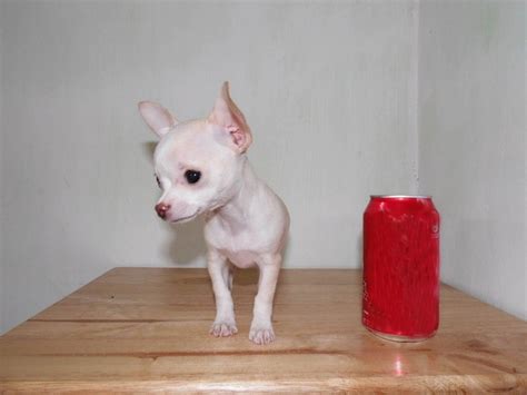Goulburn, New South Wales. . Chihuahua puppies for sale nsw